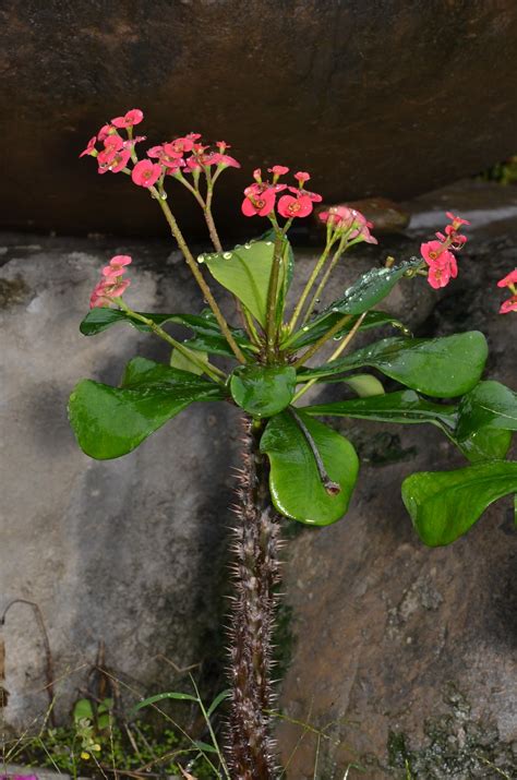 大葉麒麟花|大葉麒麟花(嘉義植物園)